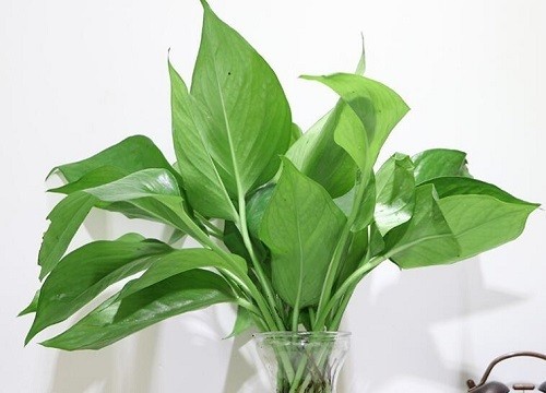 大型魚魚缸造景圖（大型魚魚缸造景圖片） 大型魚魚缸造景圖（大型魚魚缸造景圖片） 魚缸百科