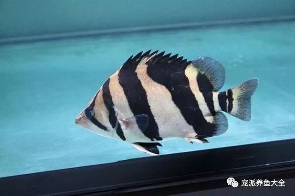 虎魚的黑色減淡圖片：如何處理虎魚的黑色減淡圖片