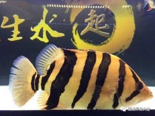 虎魚的黑色減淡圖片：如何處理虎魚的黑色減淡圖片