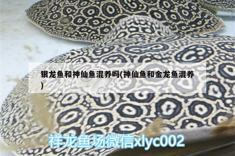 銀龍魚和神仙魚混養(yǎng)嗎(神仙魚和金龍魚混養(yǎng))