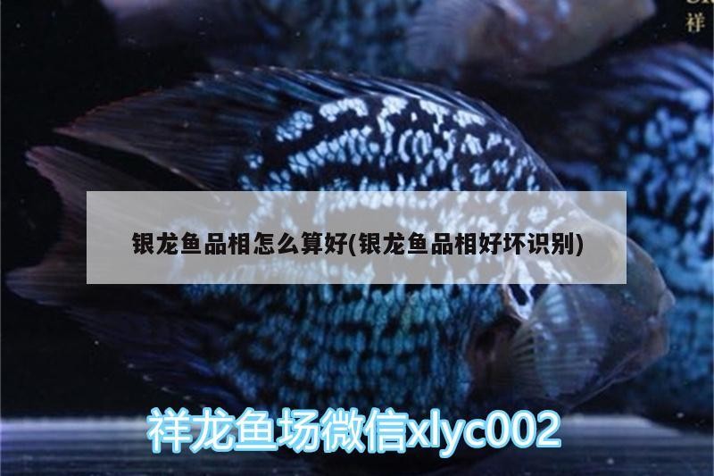 銀龍魚品相怎么算好(銀龍魚品相好壞識(shí)別)