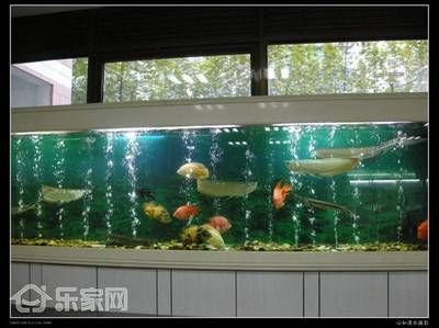 大魚缸擺放風水宜忌：大魚缸的擺放位置應該注意什么？