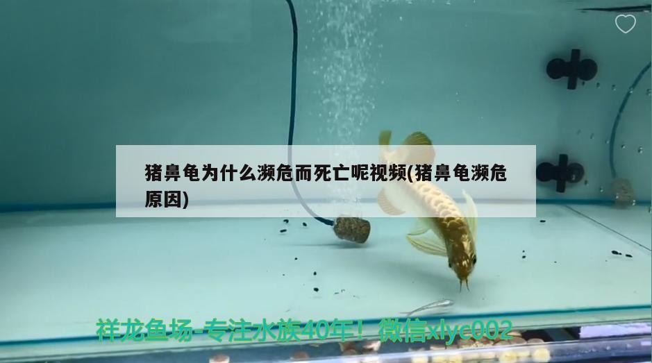 豬鼻龜為什么瀕危而死亡呢視頻(豬鼻龜瀕危原因)
