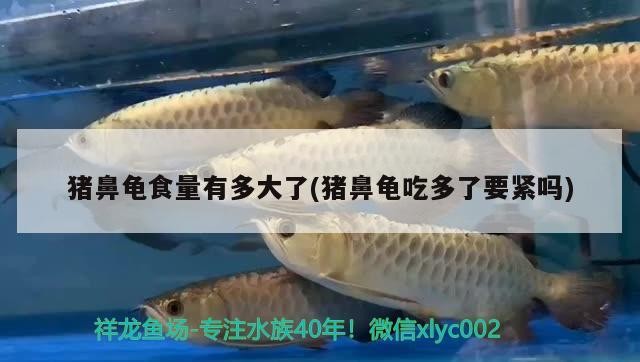 豬鼻龜食量有多大了(豬鼻龜吃多了要緊嗎)