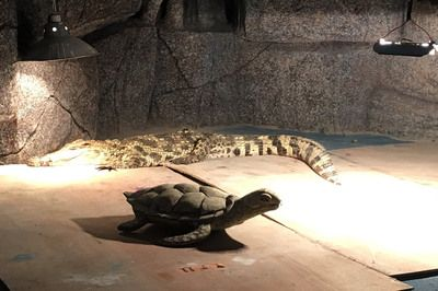 佳木斯水族館vs祥龍魚場(佳木斯水族館與祥龍魚場之間的差異之前,我們需要明確兩者的信息) 全國水族館企業(yè)名錄 第4張 佳木斯水族館vs祥龍魚場(佳木斯水族館與祥龍魚場之間的差異之前,我們需要明確兩者的信息) 佳木斯水族館vs祥龍魚場(佳木斯水族館與祥龍魚場之間的差異之前,我們需要明確兩者的信息) 全國水族館企業(yè)名錄 第4張