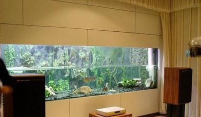 60魚缸尺寸規格圖片：60厘米魚缸尺寸選擇指南魚缸尺寸選擇指南