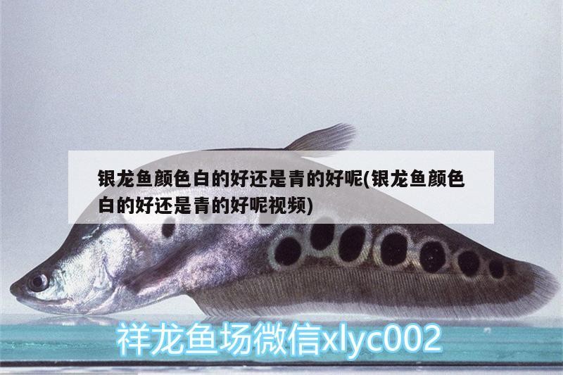 銀龍魚顏色白的好還是青的好呢(銀龍魚顏色白的好還是青的好呢視頻)