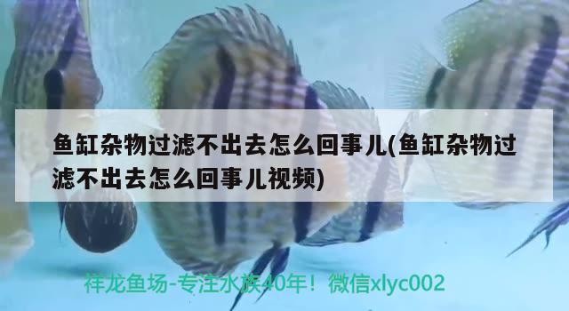 魚缸雜物過濾不出去怎么回事兒(魚缸雜物過濾不出去怎么回事兒視頻)