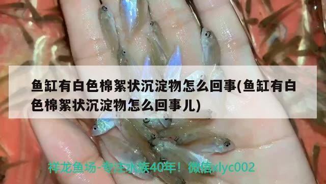 魚缸有白色棉絮狀沉淀物怎么回事(魚缸有白色棉絮狀沉淀物怎么回事兒)
