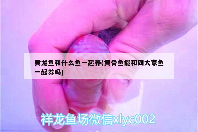 藍底過背金龍魚多少錢：藍底過背金龍魚價格
