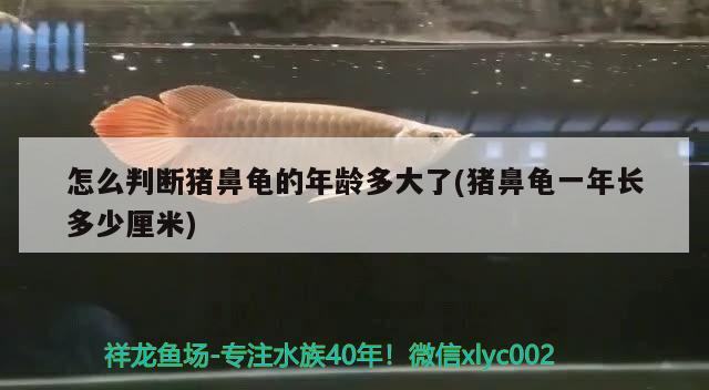 怎么判斷豬鼻龜?shù)哪挲g多大了(豬鼻龜一年長(zhǎng)多少厘米)