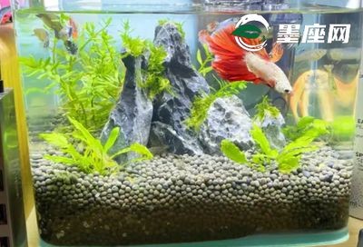 大門口放魚缸風水好不好