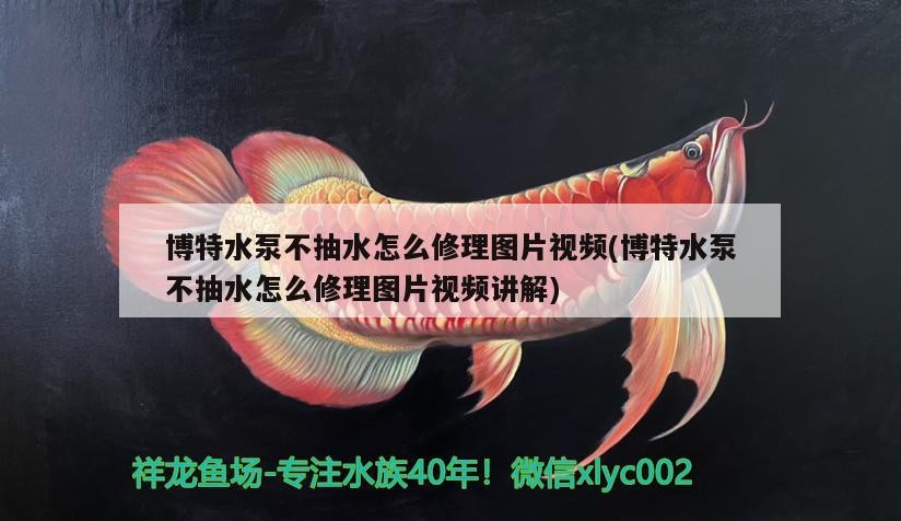 博特水泵不抽水怎么修理圖片視頻(博特水泵不抽水怎么修理圖片視頻講解)