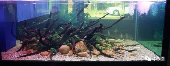大魚缸造景怎么放進去啊好看視頻：魚缸造景基礎步驟和要點