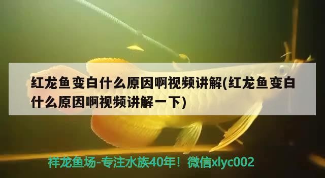紅龍魚變白什么原因啊視頻講解(紅龍魚變白什么原因啊視頻講解一下)