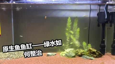 魚缸養魚常見病菌有哪些：魚缸養魚常見病菌種類及其病癥特點