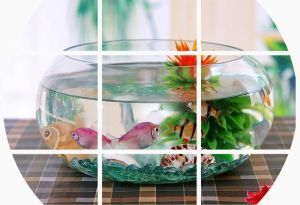 半圓形的魚缸叫什么魚：半圓形的魚缸適合養哪些魚？ 半圓形的魚缸叫什么魚：半圓形的魚缸適合養哪些魚？ 魚缸百科 第4張