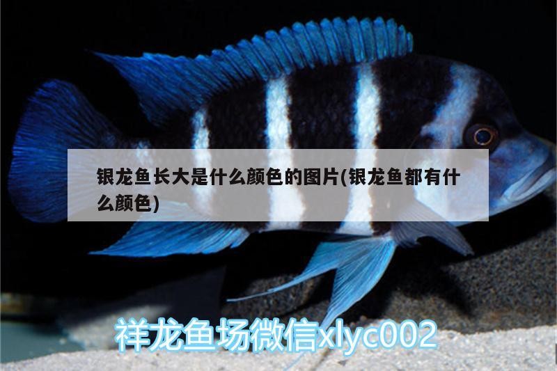 銀龍魚長大是什么顏色的圖片(銀龍魚都有什么顏色)
