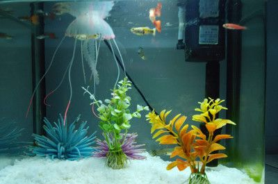 不想用的魚缸怎么處理干凈呢：如何處理不想用的魚缸？