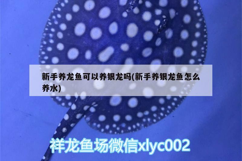 新手養龍魚可以養銀龍嗎(新手養銀龍魚怎么養水)