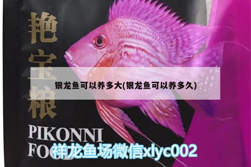 銀龍魚可以養多大(銀龍魚可以養多久)