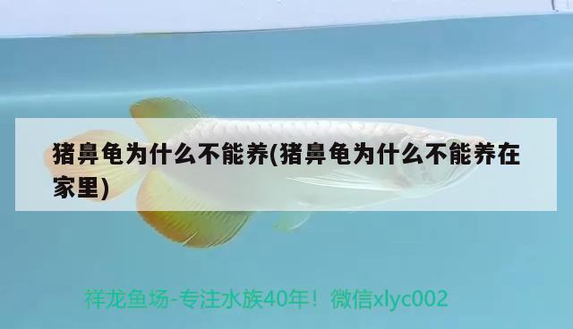 豬鼻龜為什么不能養(豬鼻龜為什么不能養在家里)