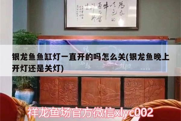 銀龍魚魚缸燈一直開的嗎怎么關(guān)(銀龍魚晚上開燈還是關(guān)燈)