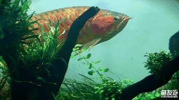 博特魚缸和森森魚缸那個好一點(博森特運動戶外旗艦店)