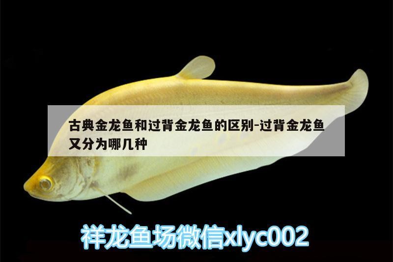 古典金龍魚和過背金龍魚的區別:過背金龍魚又分為哪幾種