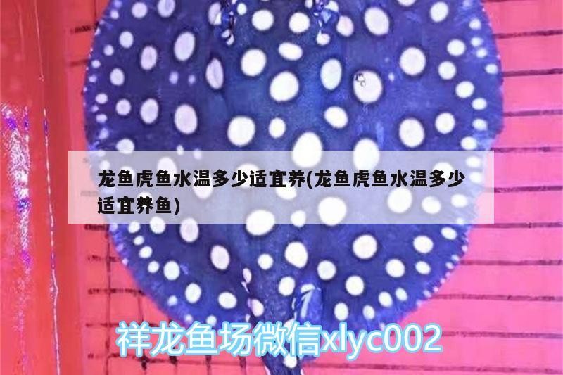 龍魚虎魚水溫多少適宜養(yǎng)(龍魚虎魚水溫多少適宜養(yǎng)魚)