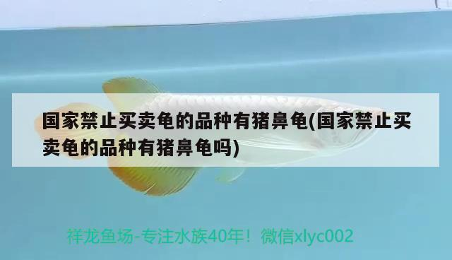 國家禁止買賣龜的品種有豬鼻龜(國家禁止買賣龜的品種有豬鼻龜嗎)