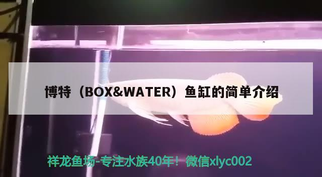 博特（BOX&amp;WATER）魚缸的簡單介紹
