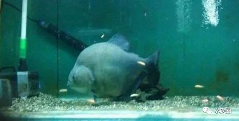 虎魚(yú)身上有黑斑怎么辦：虎魚(yú)身上出現(xiàn)黑斑可能是由于黑斑病，虎魚(yú)身上出現(xiàn)黑斑怎么辦 虎魚(yú)身上有黑斑怎么辦：虎魚(yú)身上出現(xiàn)黑斑可能是由于黑斑病，虎魚(yú)身上出現(xiàn)黑斑怎么辦 虎魚(yú)百科 第1張