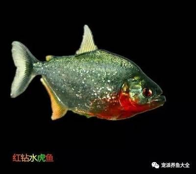 虎魚(yú)身上有黑斑怎么辦：虎魚(yú)身上出現(xiàn)黑斑可能是由于黑斑病，虎魚(yú)身上出現(xiàn)黑斑怎么辦 虎魚(yú)身上有黑斑怎么辦：虎魚(yú)身上出現(xiàn)黑斑可能是由于黑斑病，虎魚(yú)身上出現(xiàn)黑斑怎么辦 虎魚(yú)百科 第3張