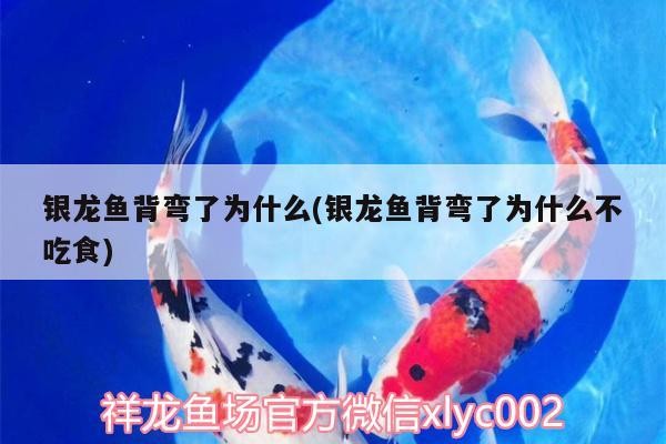 銀龍魚背彎了為什么(銀龍魚背彎了為什么不吃食)