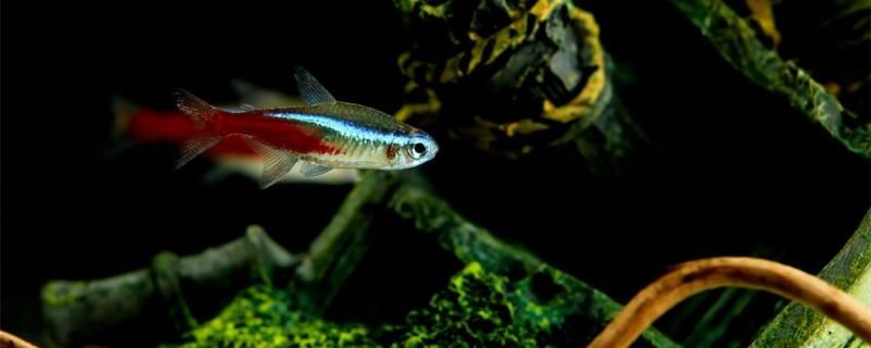 紅綠燈魚幾天喂一次喂什么食物更有營養 紅綠燈魚幾天喂一次喂什么食物更有營養 金龍魚百科