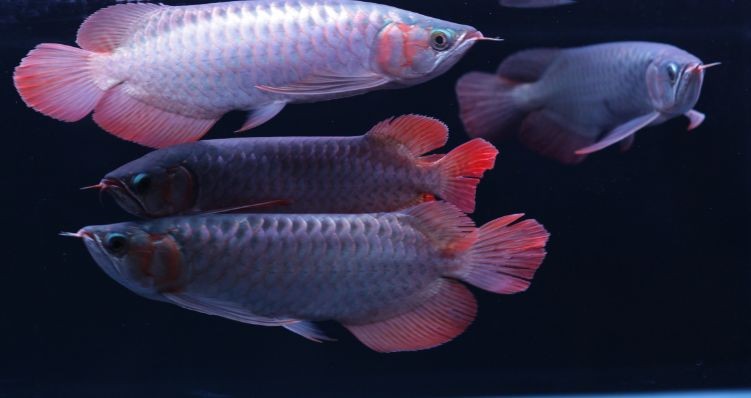 如何判斷鮟鱇魚是否新鮮，[需手動填充][需手動填充][需手動填充]魚是否新鮮的[需手動填充][需手動填充]魚是否新鮮的[需手動填充][需手動填充]魚是否新鮮