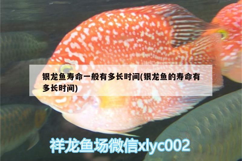 銀龍魚壽命一般有多長(zhǎng)時(shí)間(銀龍魚的壽命有多長(zhǎng)時(shí)間)
