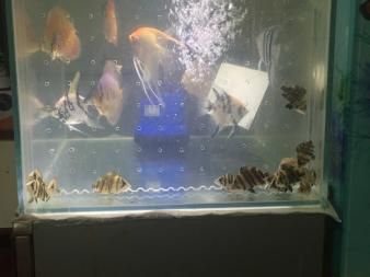 印尼虎魚黑缸會(huì)明碼：印尼虎魚在黑缸中會(huì)變成黃色嗎？