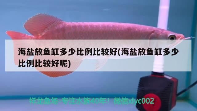 海鹽放魚缸多少比例比較好(海鹽放魚缸多少比例比較好呢) 海鹽放魚缸多少比例比較好(海鹽放魚缸多少比例比較好呢) 魟魚百科