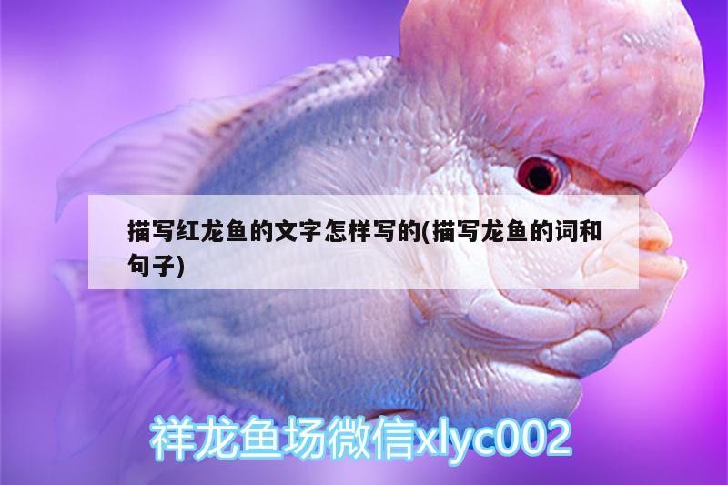 描寫紅龍魚的文字怎樣寫的(描寫龍魚的詞和句子) 描寫紅龍魚的文字怎樣寫的(描寫龍魚的詞和句子) 虎魚百科
