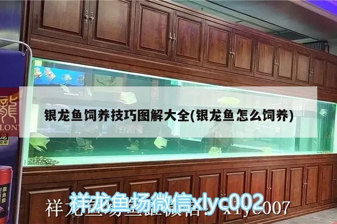 銀龍魚飼養技巧圖解大全(銀龍魚怎么飼養)