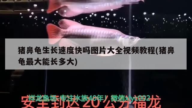 豬鼻龜生長速度快嗎圖片大全視頻教程(豬鼻龜最大能長多大)