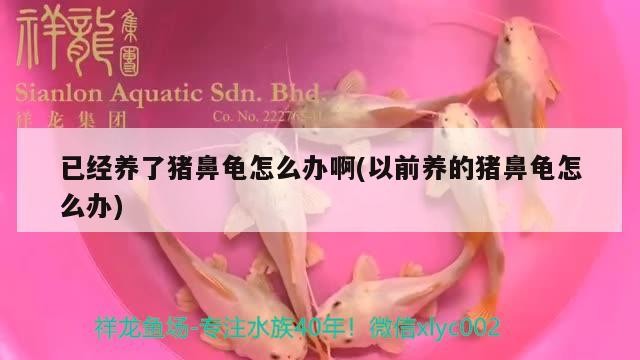 已經養了豬鼻龜怎么辦啊(以前養的豬鼻龜怎么辦)