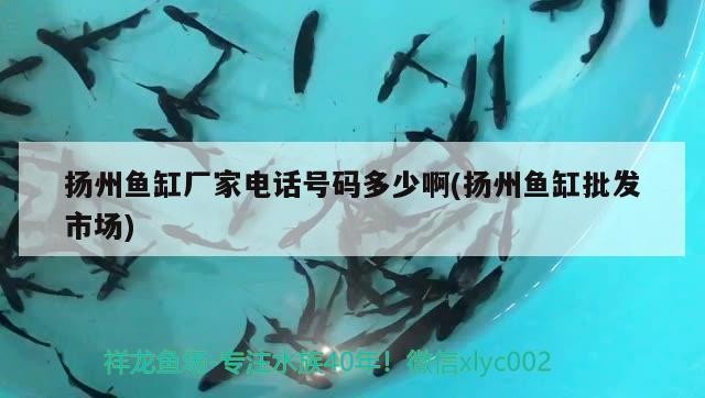 揚州魚缸廠家電話號碼多少啊(揚州魚缸批發市場)