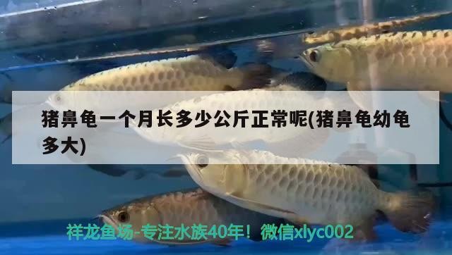 魚缸過濾器選購指南:自制魚缸過濾器魚缸上置過濾器對于養(yǎng)魚愛好者的必備知識 豬鼻龜一個月長多少公斤正常呢(豬鼻龜幼龜多大) 豬鼻龜百科 豬鼻龜一個月長多少公斤正常呢(豬鼻龜幼龜多大) 豬鼻龜一個月長多少公斤正常呢(豬鼻龜幼龜多大) 豬鼻龜百科