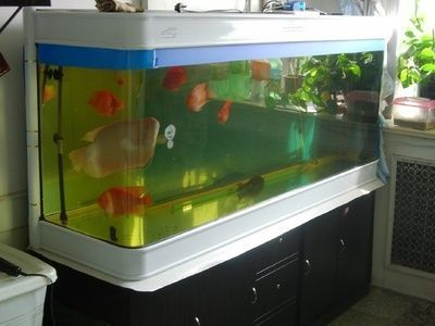 北京市朝陽(yáng)區(qū)黑莊戶鄉(xiāng)郝琳燕觀賞魚經(jīng)營(yíng)部（北京市朝陽(yáng)區(qū)黑莊戶鄉(xiāng)郝琳燕觀賞魚經(jīng)營(yíng)部電話）