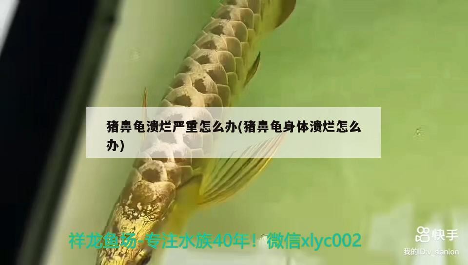 豬鼻龜潰爛嚴重怎么辦(豬鼻龜身體潰爛怎么辦)