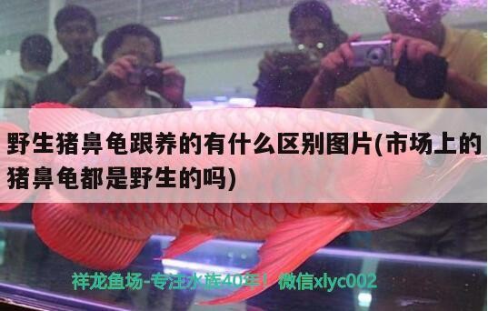 飼料 野生豬鼻龜跟養的有什么區別圖片(市場上的豬鼻龜都是野生的嗎) 豬鼻龜百科 野生豬鼻龜跟養的有什么區別圖片(市場上的豬鼻龜都是野生的嗎) 野生豬鼻龜跟養的有什么區別圖片(市場上的豬鼻龜都是野生的嗎) 豬鼻龜百科