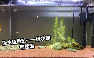 超白魚缸發(fā)綠：超白魚缸發(fā)綠的原因是什么魚缸水變綠對魚有什么影響